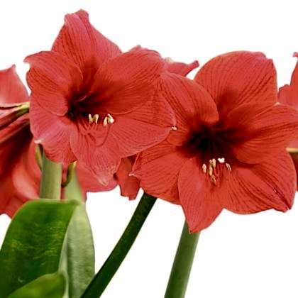 Kırmızı Zambak Çiçeği Amaryllis
