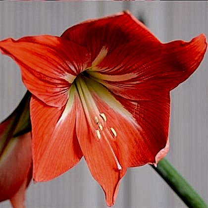 Turuncu Zambak Çiçeği Amaryllis