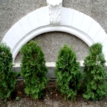 Batı Mazı Çamı 30 cm