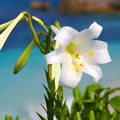 Ak Zambak Çiçeği Lilyum lilium Kokulu