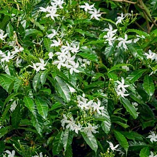 Ev Yasemini  Stephanotis Floribunda Yasemin 60 cm
