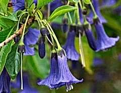 Mavi Melek Borazanı Çiçeği brugmansia-sp